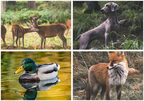 Naptár, fali, DAYLINER, "Vadászat"