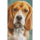 Pixel szett 2 normál alaplappal, színekkel, kutya, basset hound (802092)