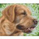 Pixel szett 6 normál alaplappal, színekkel, kutya, retriever (806157)