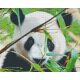 Pixel szett 16 normál alaplappal, színekkel, panda (816181)