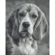 Pixel szett 36 normál alaplappal, színekkel, kutya, basset hound (836025)