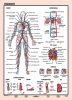 Tanulói munkalap, A4,  STIEFEL "Vérkeringés"